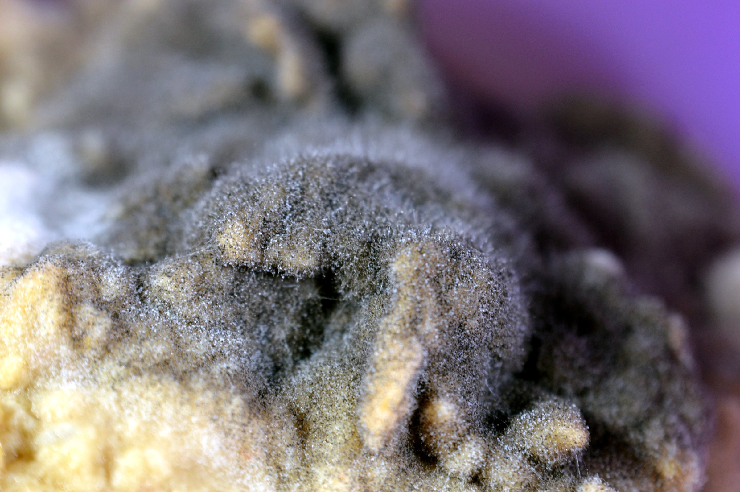 mold and bacteria, mould is one of the structures that certain fungi can form, formation of spores containing fungal secondary metabolites, discolored, disambiguation, rotten food harbors mold