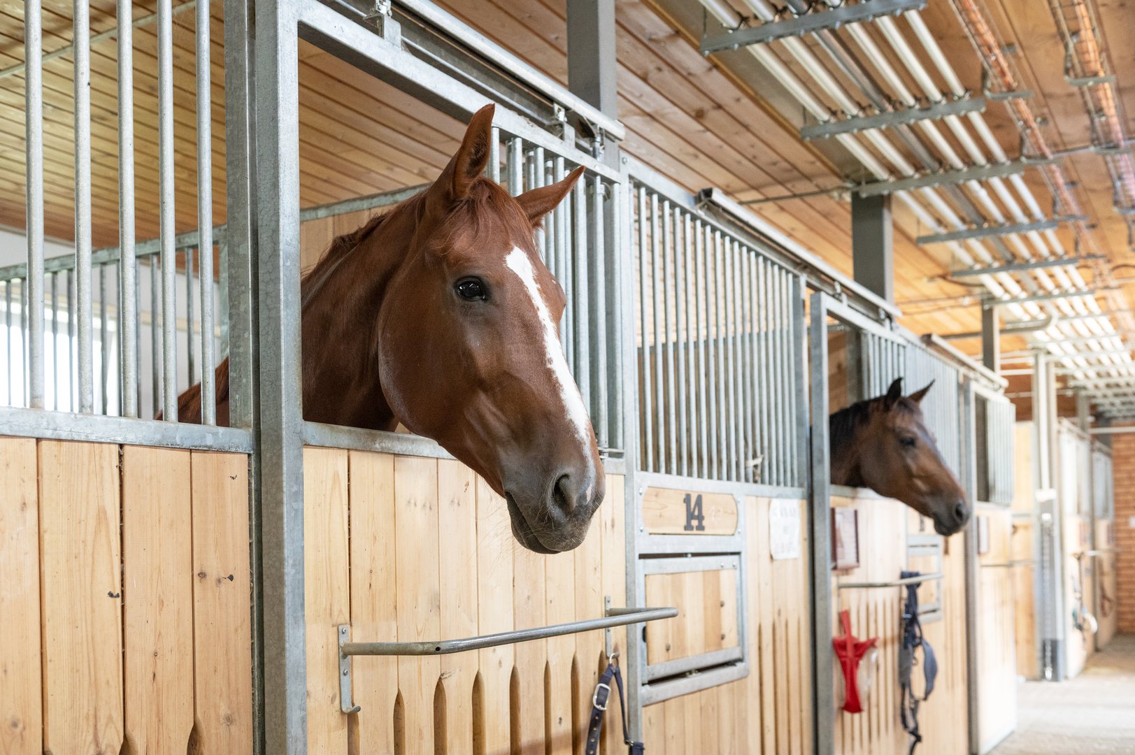 Beautiful horse standing in a stall in the modern stable.