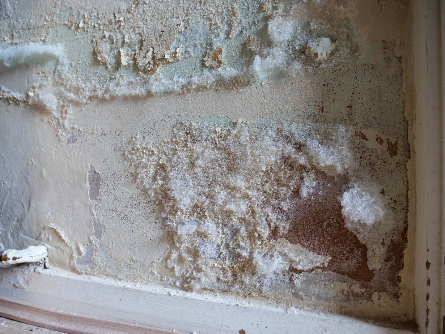 Close up white fluffy white mould on internal plastered brick wall