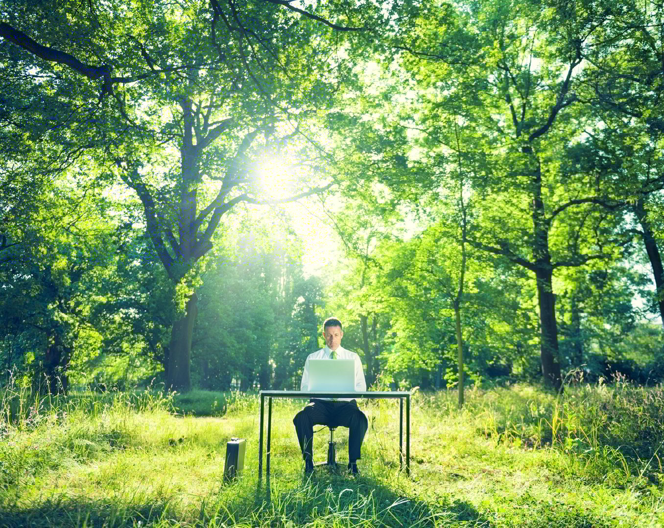 Person working on laptop outdoors in sunlit forest