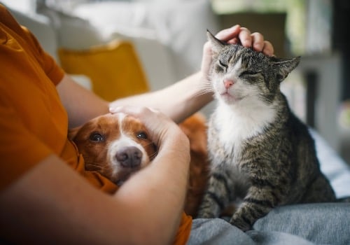 Pet Sitting