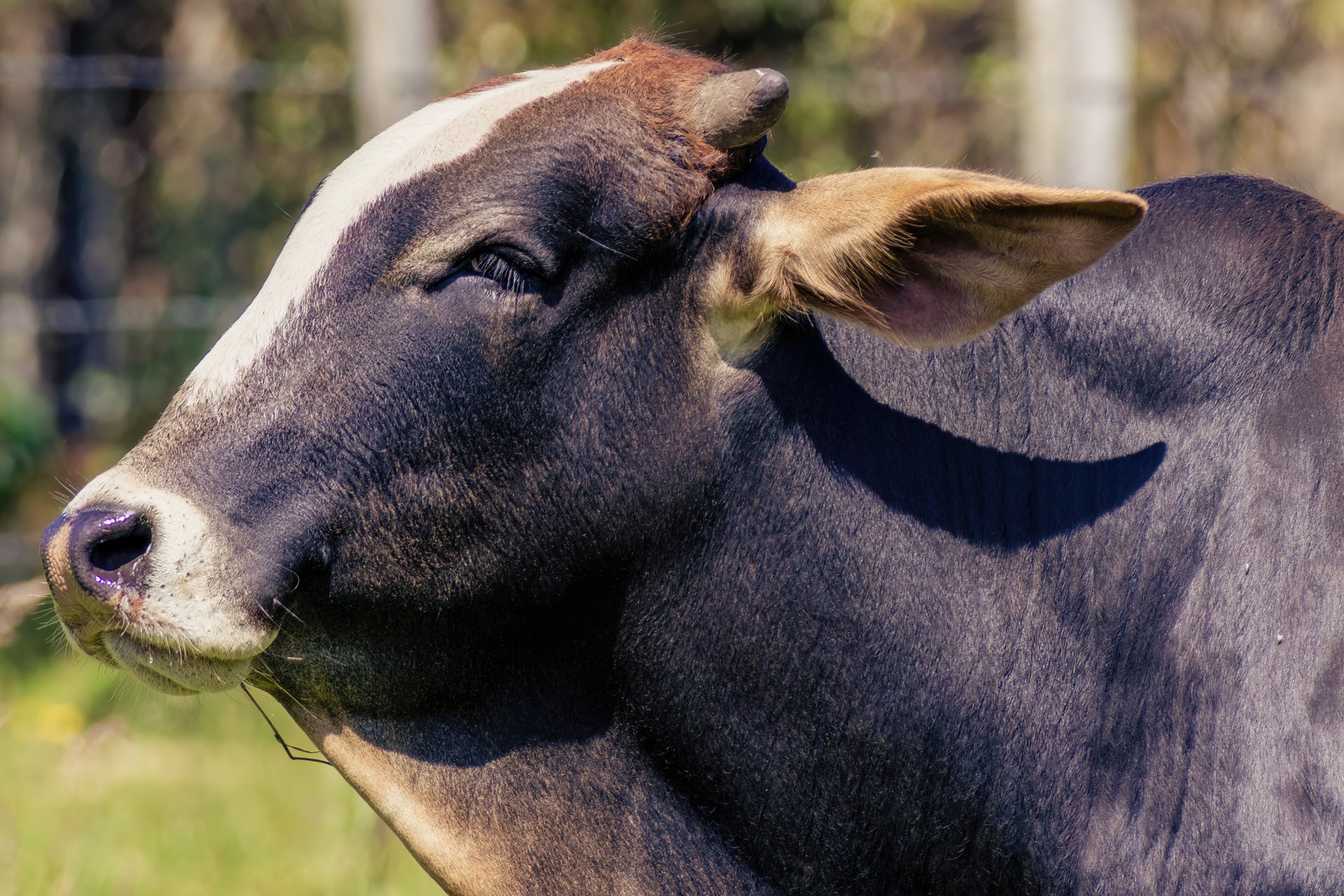 Close-up photography of the head of a girolando bull, grazing in a field in the eastern Andean mountains of central Colombia.