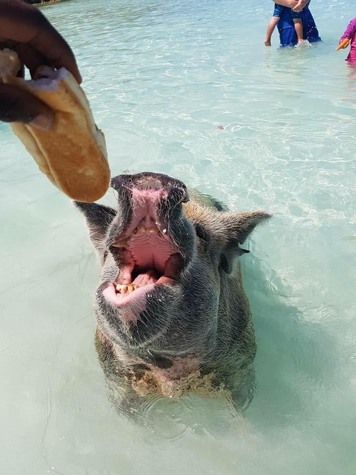 A pig in shallow water reaching for a sandwich held by a person, with its mouth open, in a tropical setting.