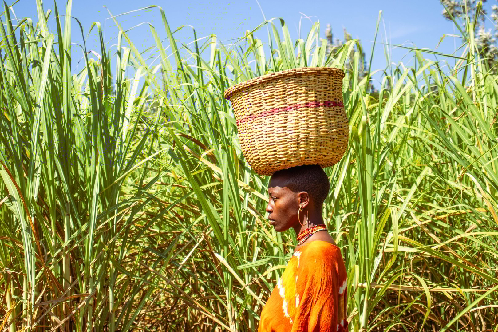 A young African woman wearing colorful clothes walking across a sugar cane farm with a basket on her head on a sunny day