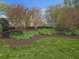 Clean lawn care results in Fredericksburg VA