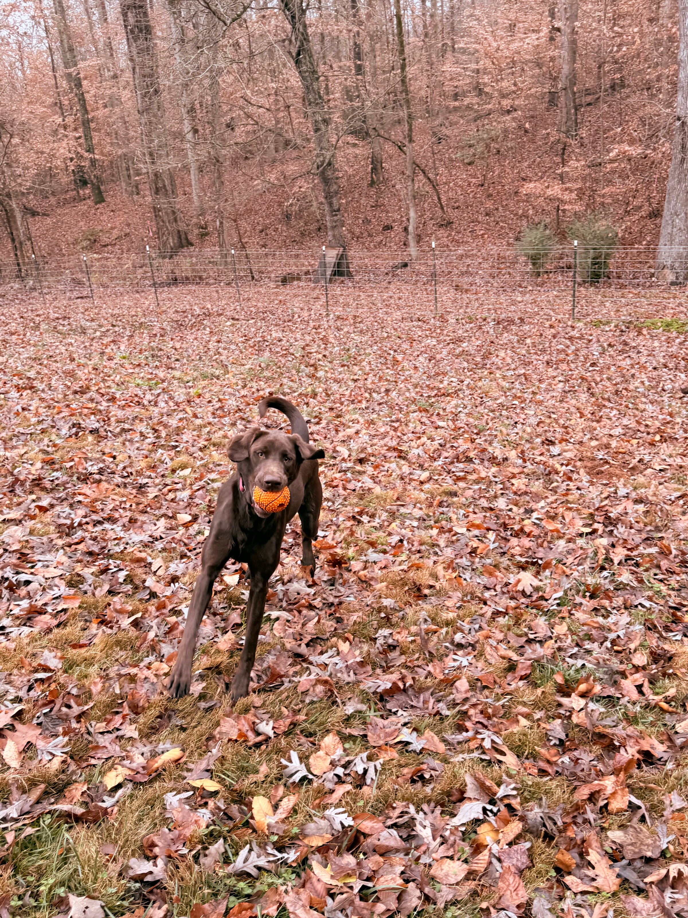 Pet photo from Bryson Pet Services