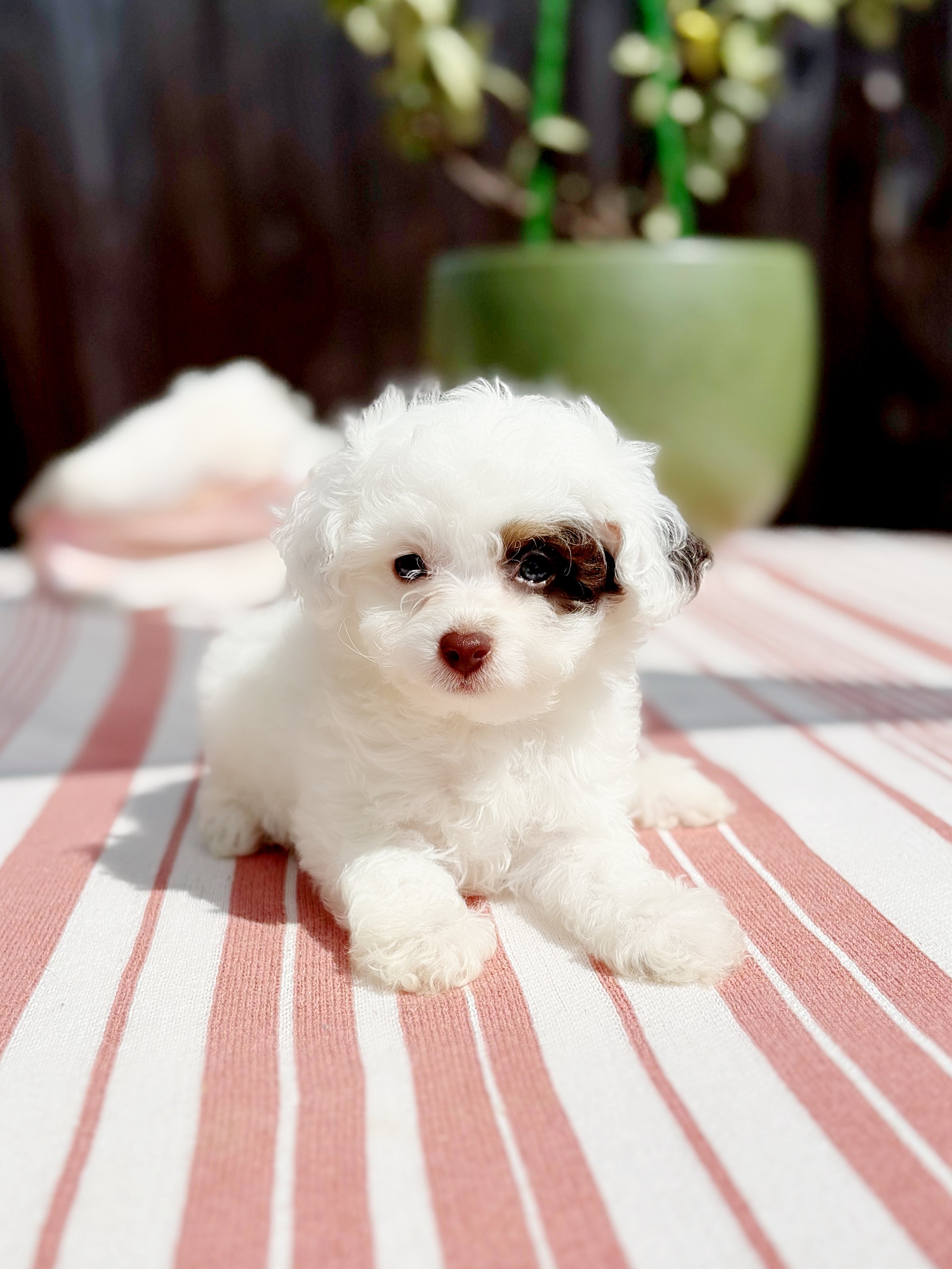 Adorable toy poodle puppy
