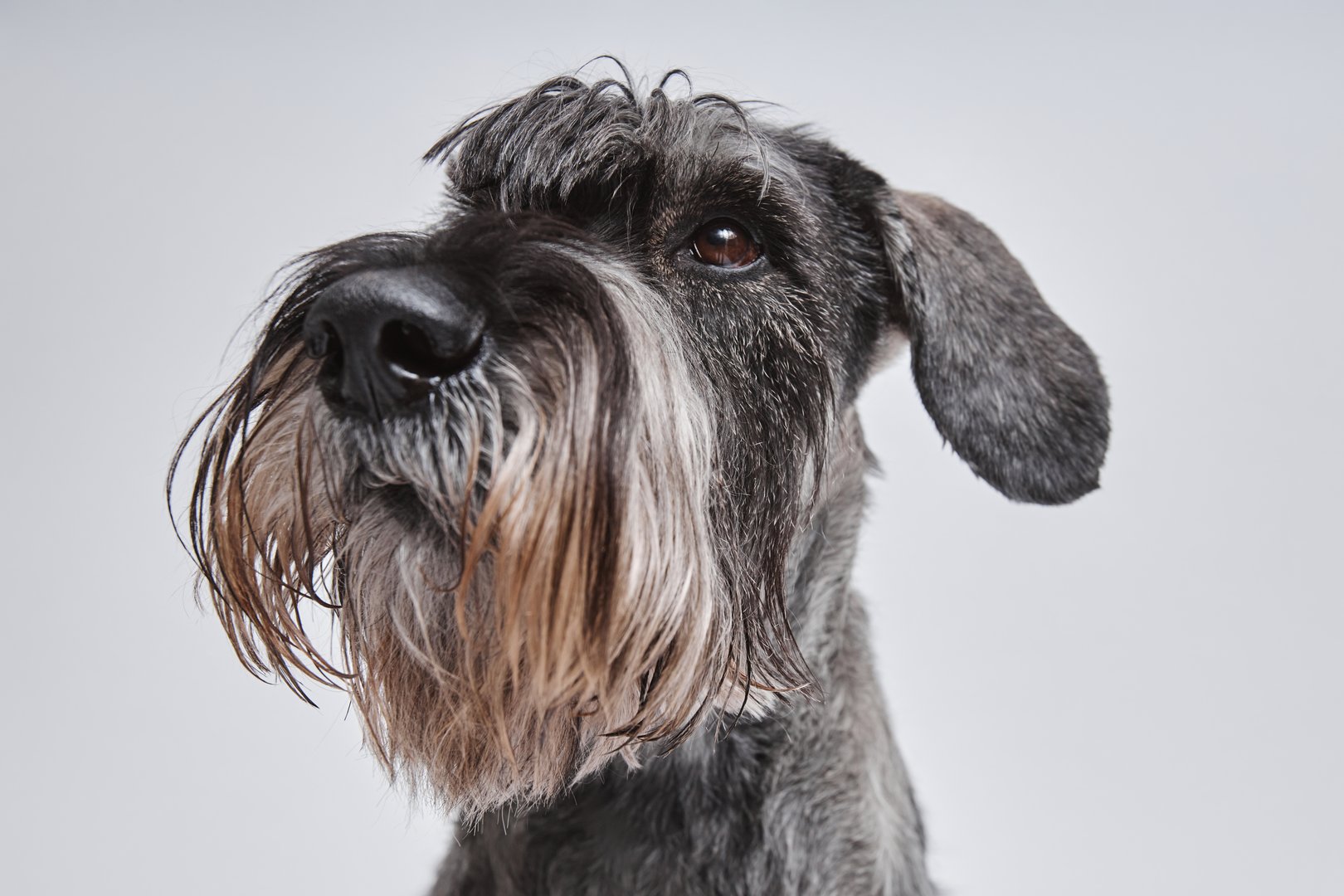 Close up of adult silver schnauzer dog with cute beard looking at camera with one eye isolated in studio on white background