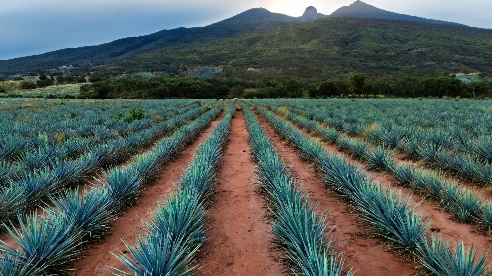 Blue agave plantation with mountain background in a field near Tequila, Jalisco, Mexico