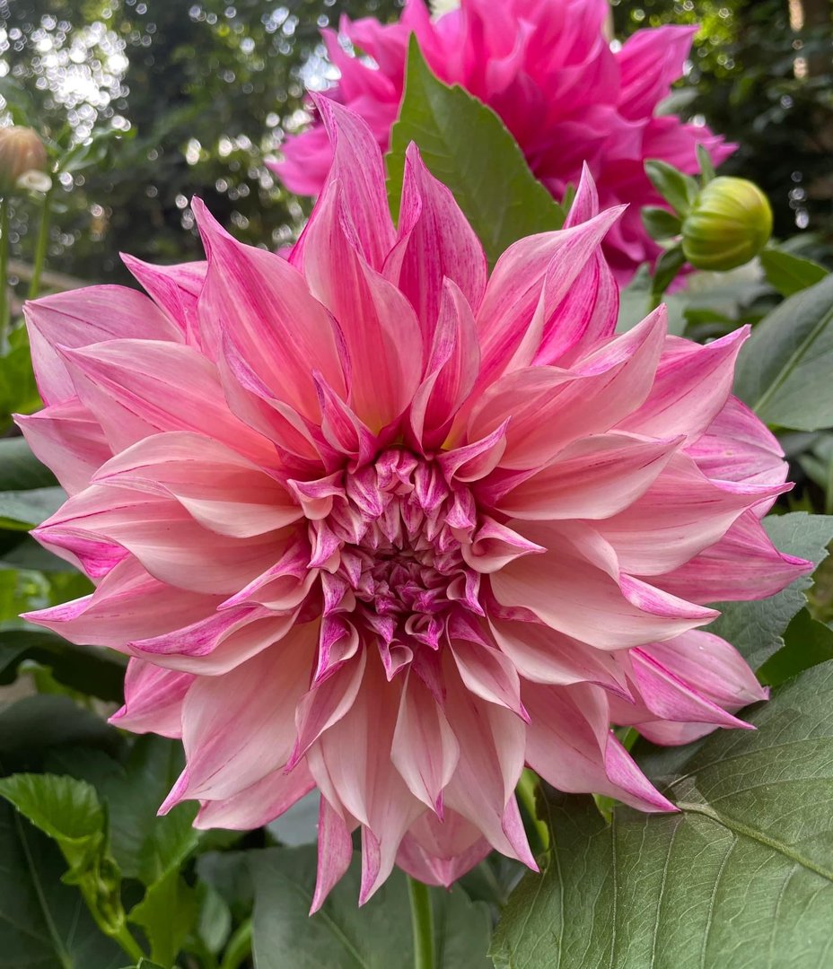 Dahlia