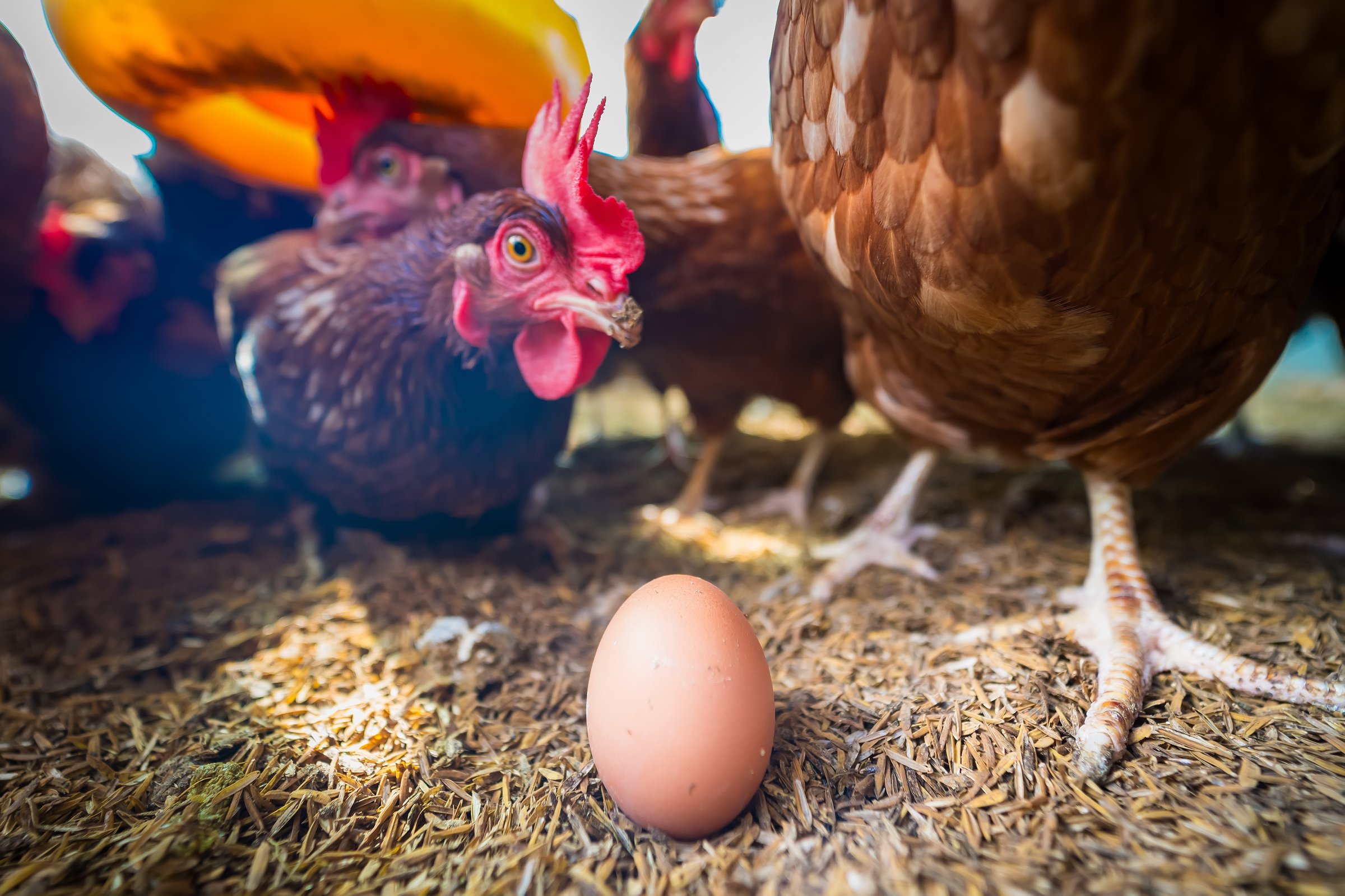 Freshly laid eggs on straw, surrounded by a group of hens in a chicken coop, reflecting the natural and wholesome environment of egg production.