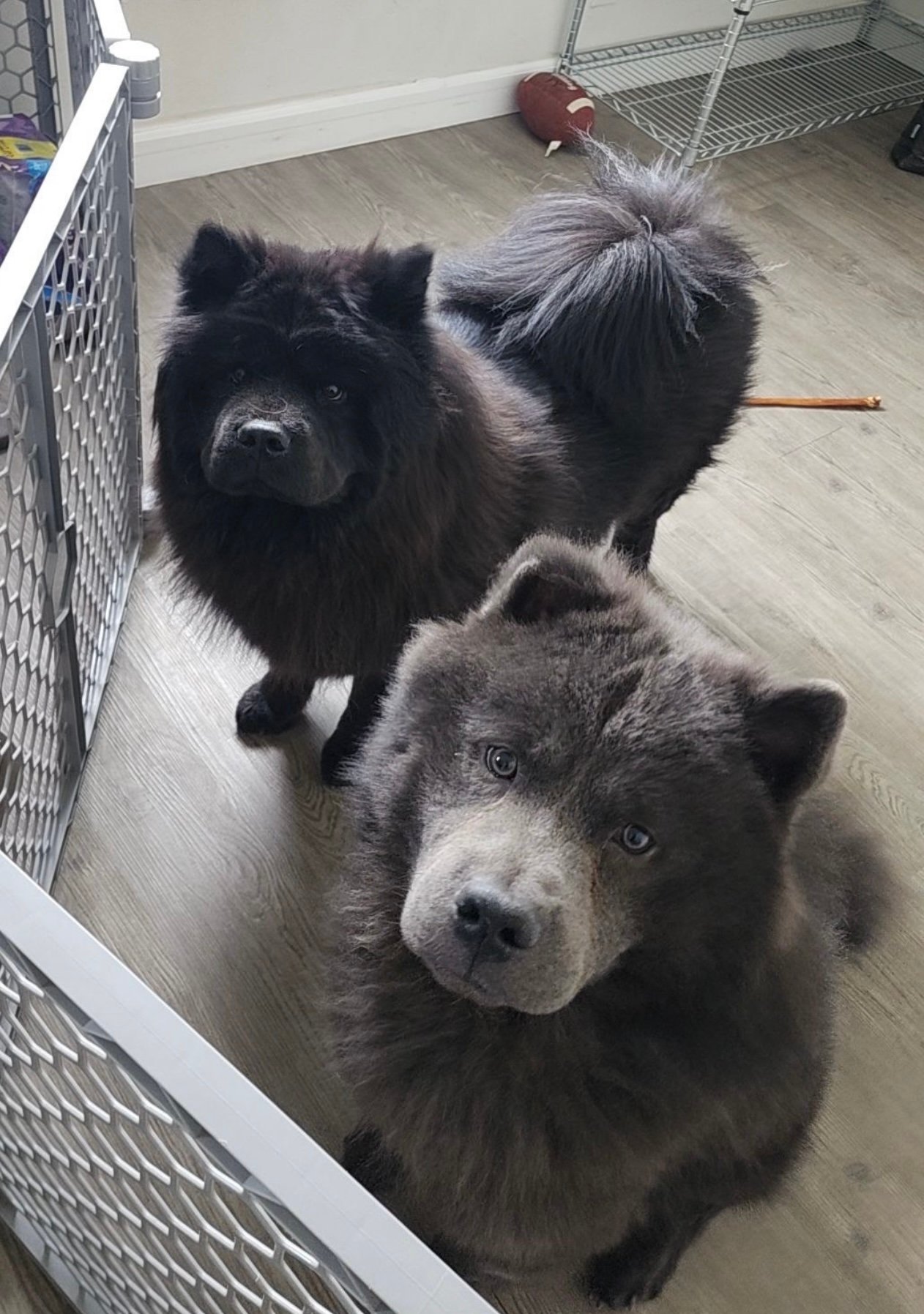 Reign's Chow Chow