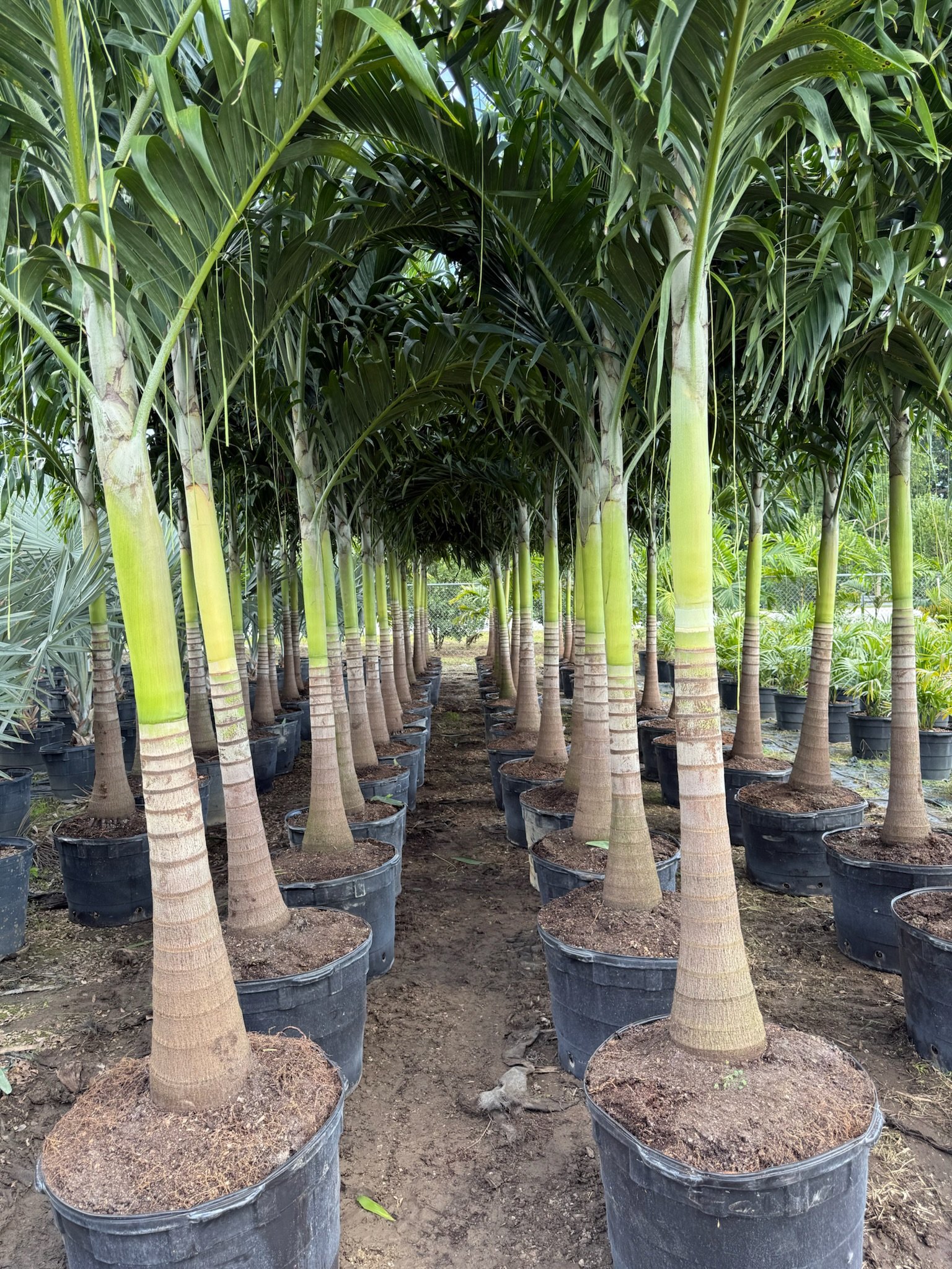 GO Palm Trees selection at our location