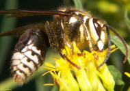 Bald-faced Hornet identification guide