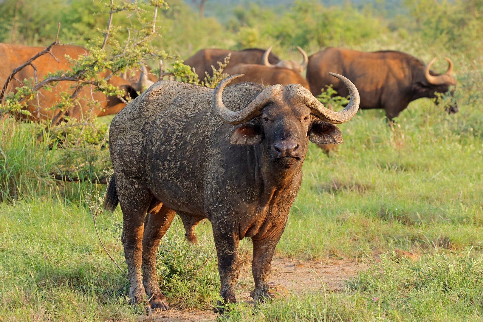 A large African buffalo bull (Syncerus caffer) in natural habitat, Madikwe game reserve, South Africa