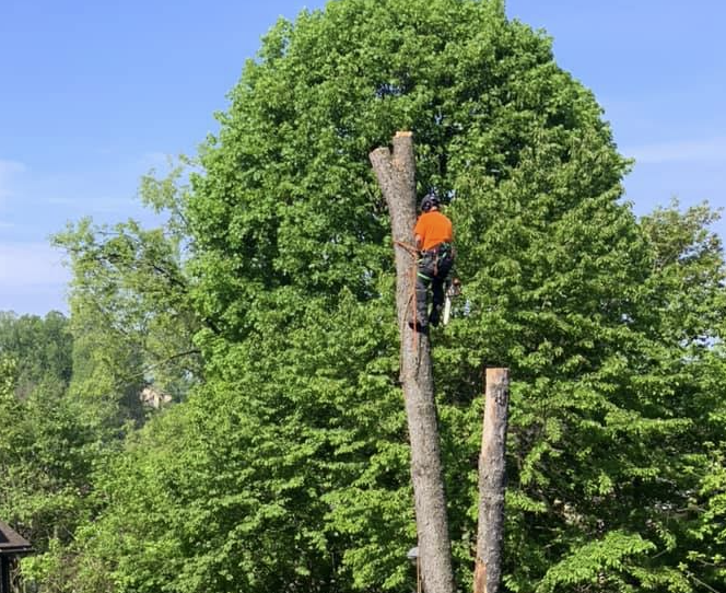 Tree removal service