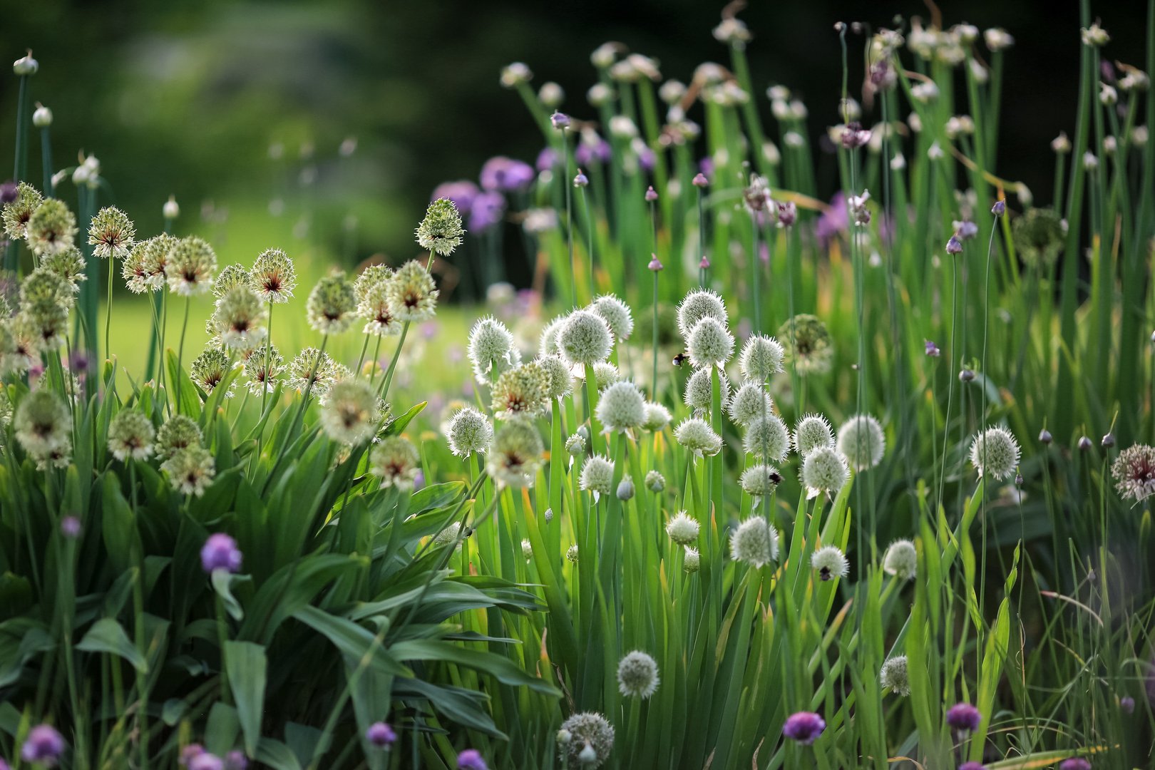 Blooming plantation of decorative onion Allium in the garden