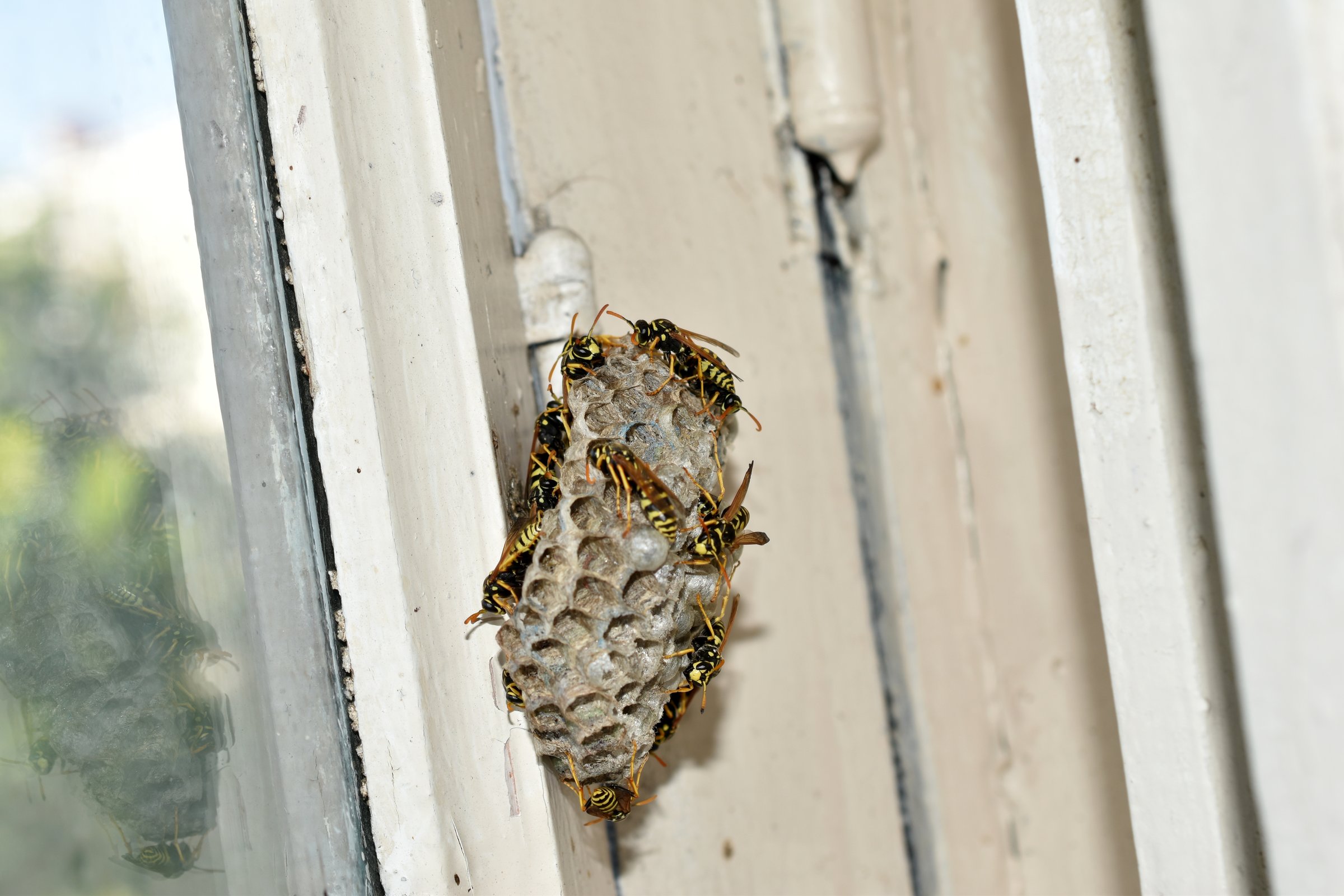 Wasp nest on window frame
