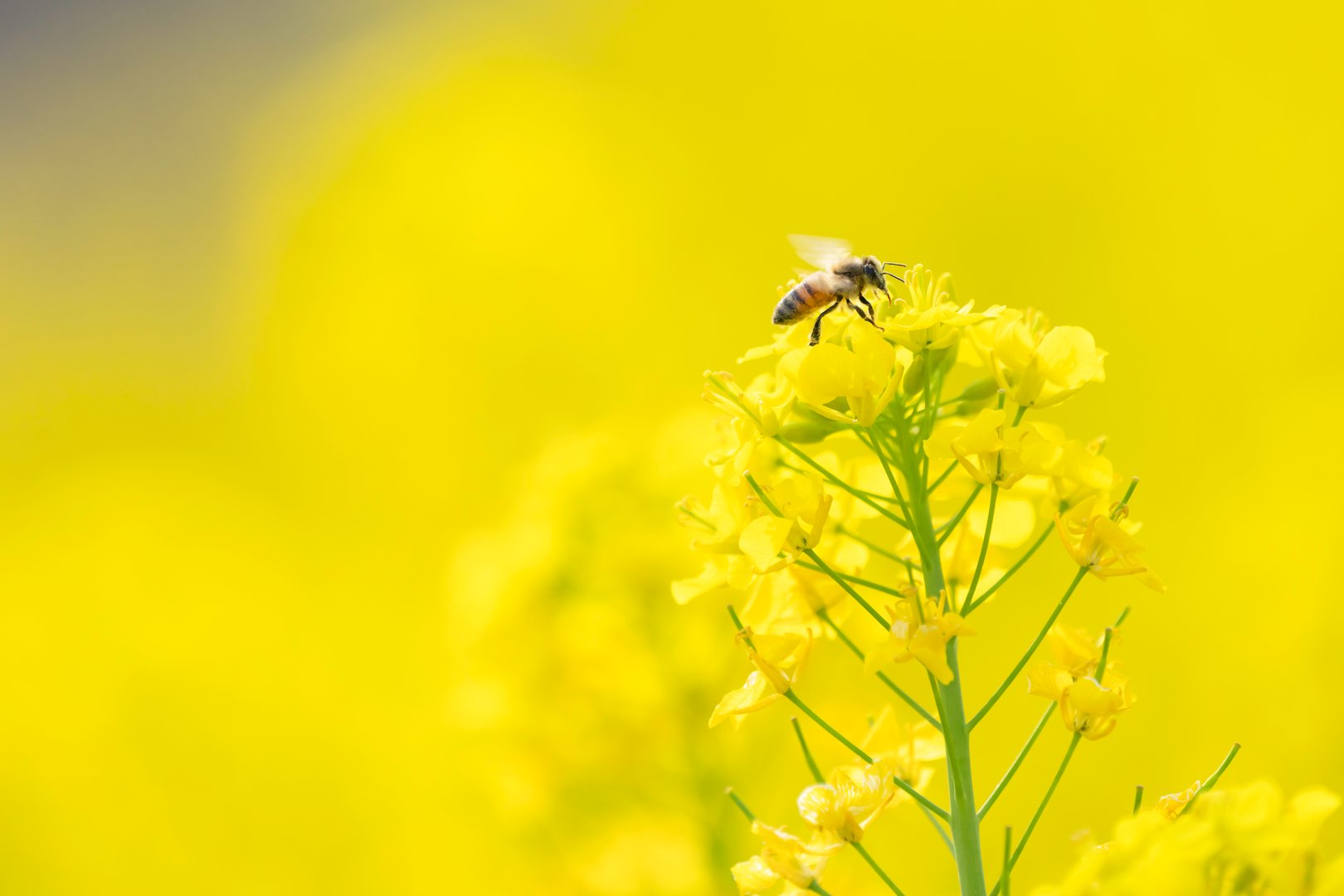 Spring image of flowers and insects