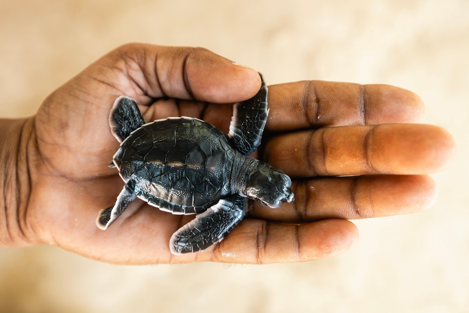 Newborn sea turtle on human palm. Rescue of one day old turtle in Sri Lanka