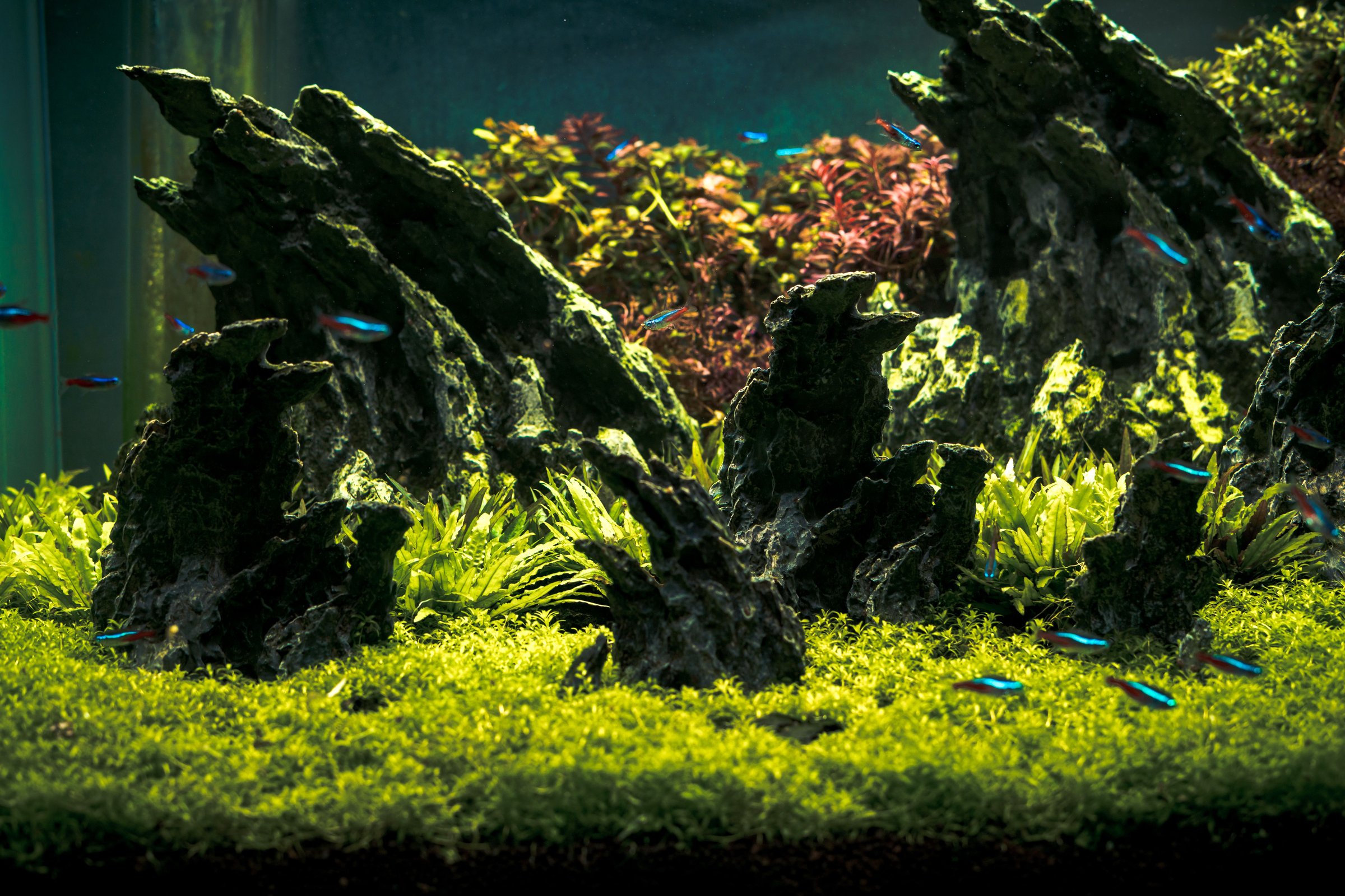 A vibrant aquascape with green plants and colorful fish, showcasing a natural underwater scene.