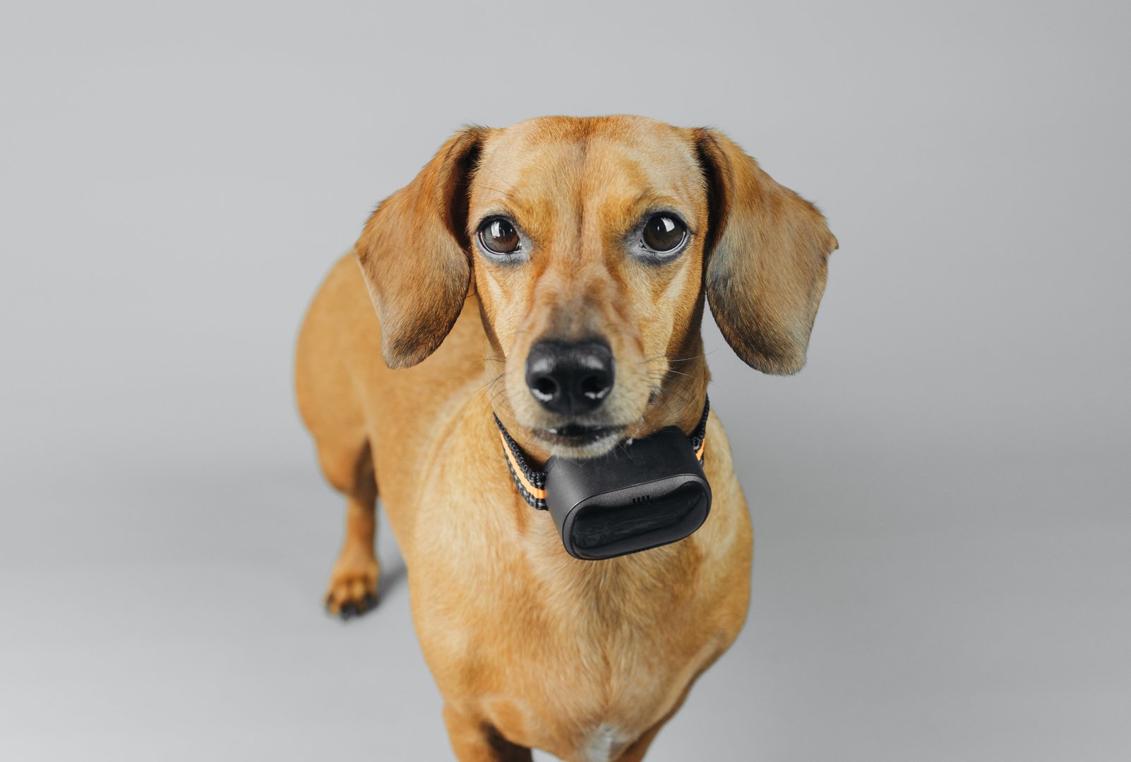 Dachshund wearing gps collar on grey background for tracking and smart pet technology concept