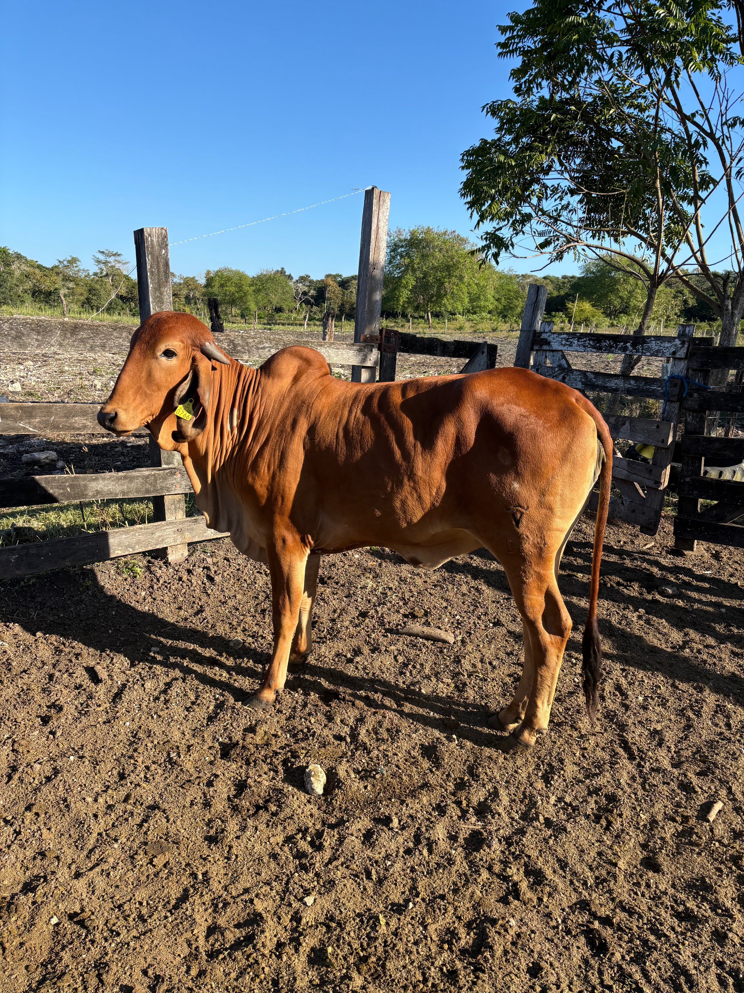 La Chavela - vaca Gyr donadora hija de Fardo F Mutum - genética brasileña para clima tropical