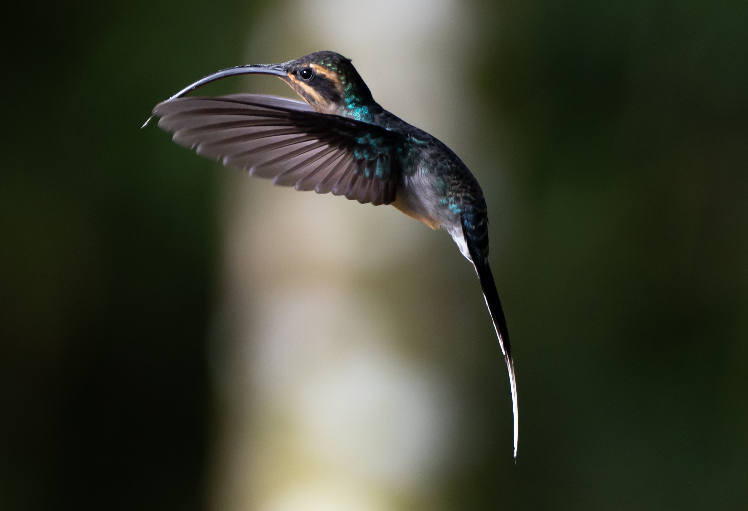 A hummingbird with iridescent feathers hovers mid-air against a blurred dark green background.
