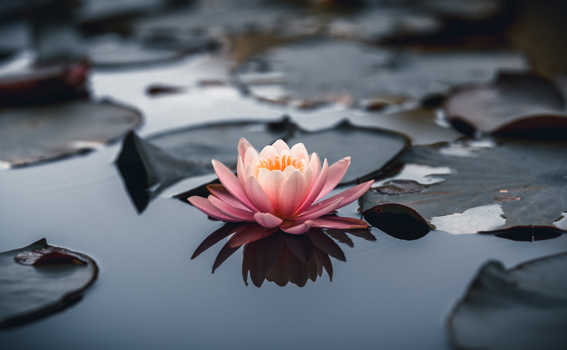 pink water lily or lotus flower on water. shallow depth of field