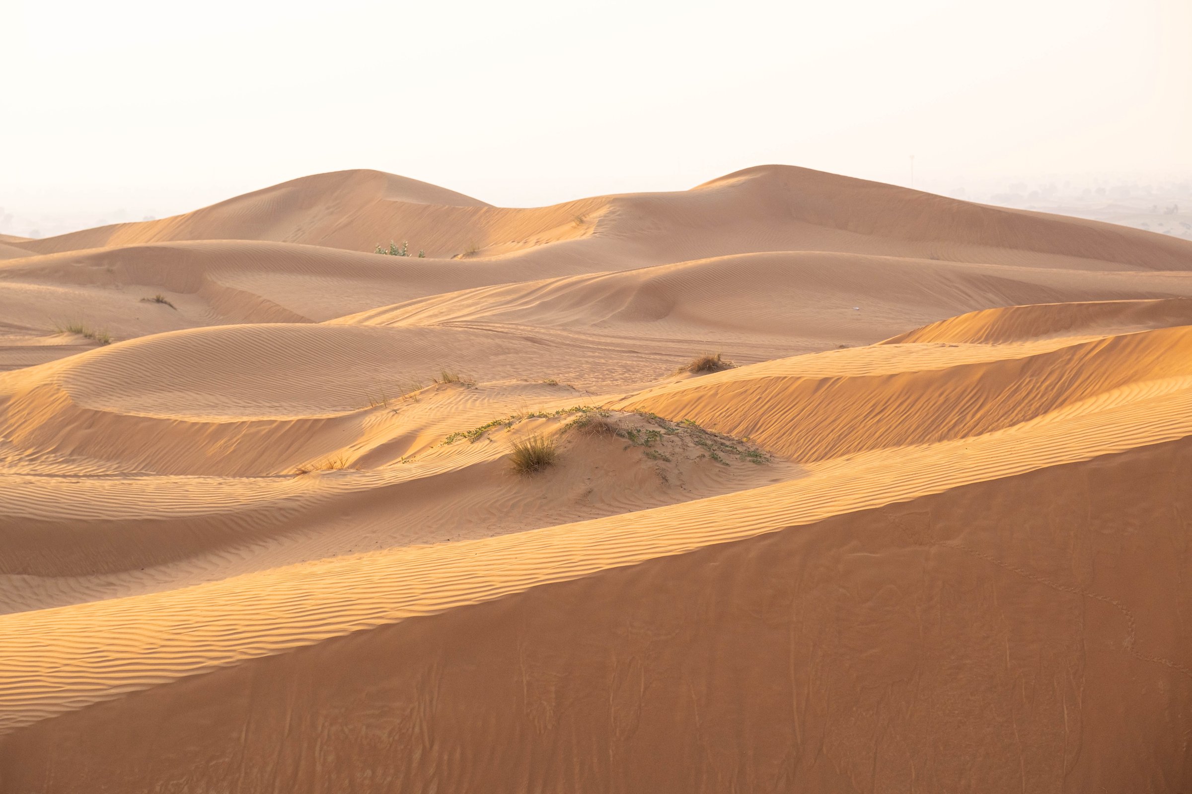 Expansive sand dunes with undulating shapes capture the desert landscape at sunrise. The soft light accentuates the dunes' textures, creating a serene and vast scene