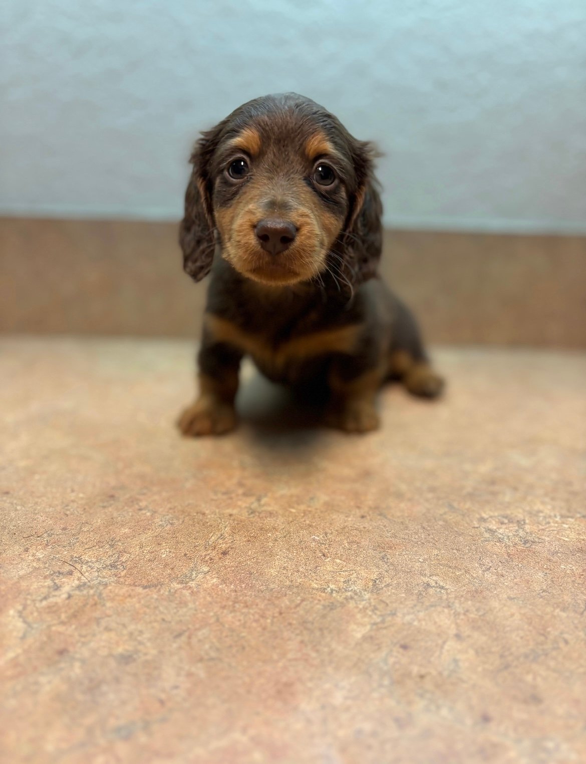 A small brown dachshund puppy with floppy ears sitting on a tiled floor, looking directly at the camera.