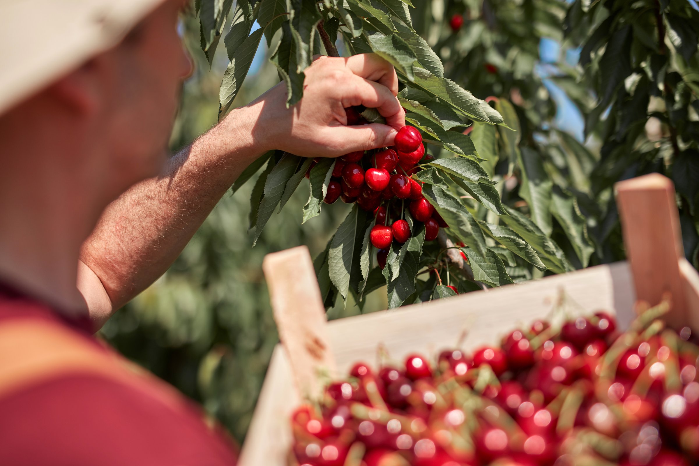 Farmer picking fresh cherries