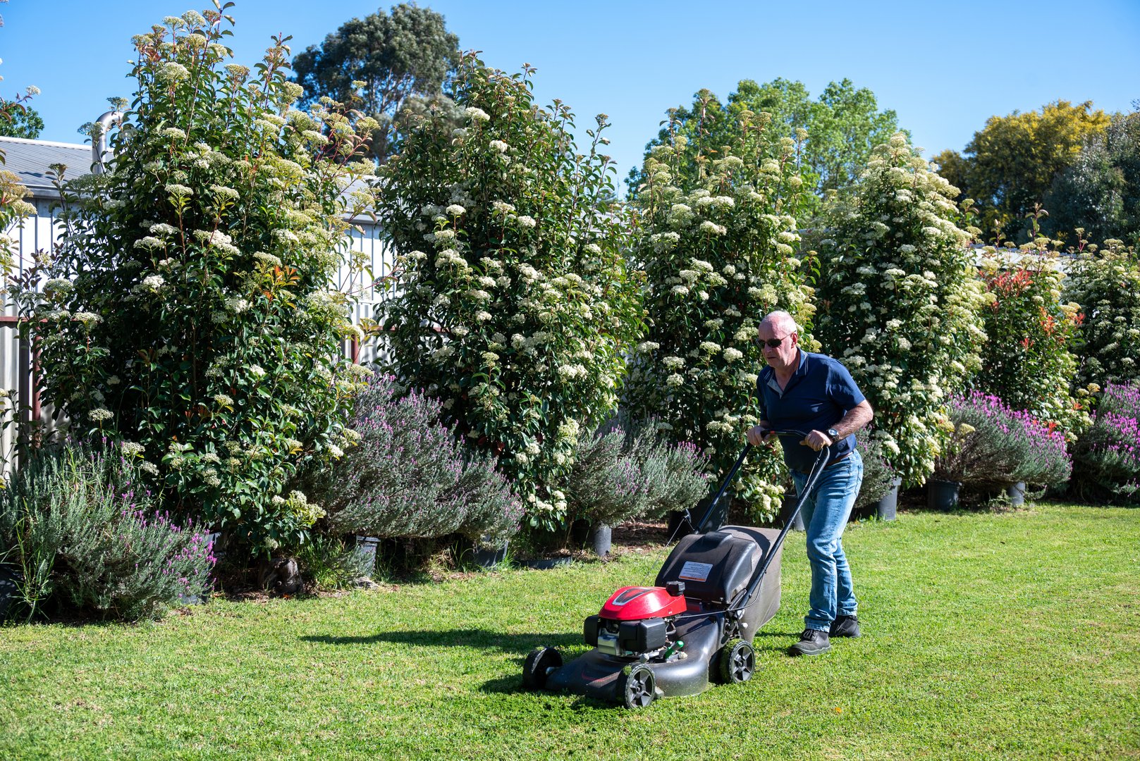 Elderly man enjoying a sunny day mowing his lush green lawn with a push mower in Australia.
