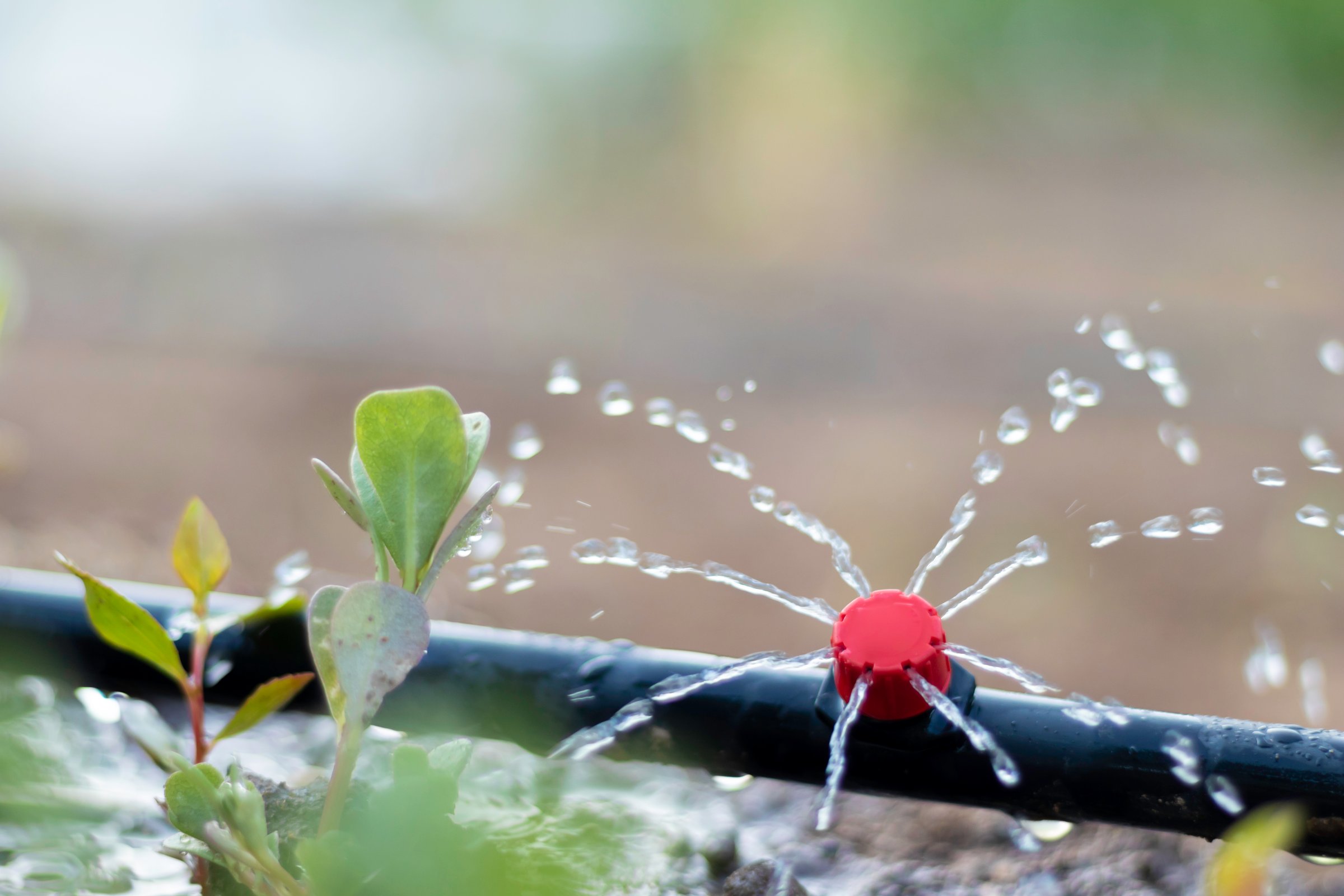 Close up view of drip irrigation pipe puring water into the plantation in the orchard garden