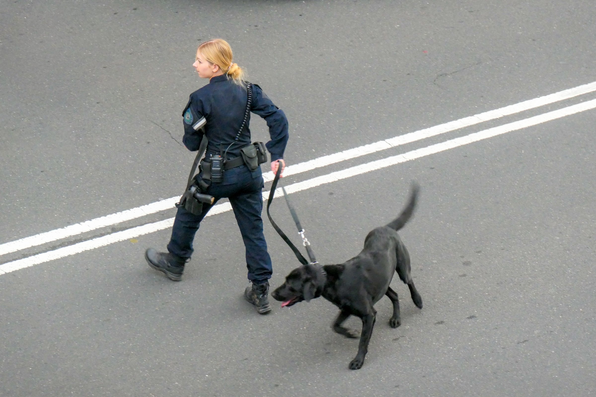 A member of the NSW Police Dog Squad takes one of her dogs for a walk on Macquarie Street near the Opera House. She is alert for oncoming traffic when crossing the road.  This image was taken from near the Opera House on a cold and partly cloudy afternoon approaching sunset on 8 June 2024.