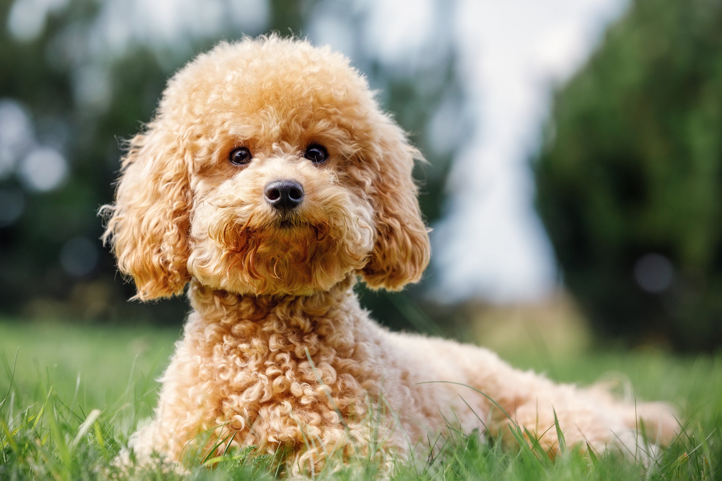 Poodle on the grass. Dog in nature. Dog of the Poodle breed. The puppy lying, smiling and poses for the camera.