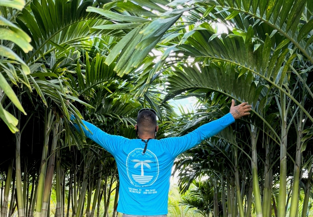 GO Palm Trees team at work