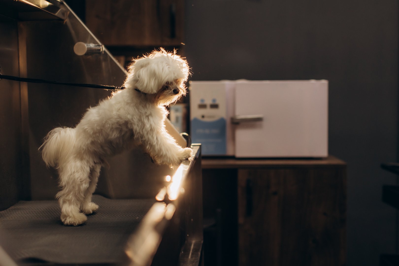 White fluffy maltese dog standing on a grooming table, ready for a bath at a professional pet care salon