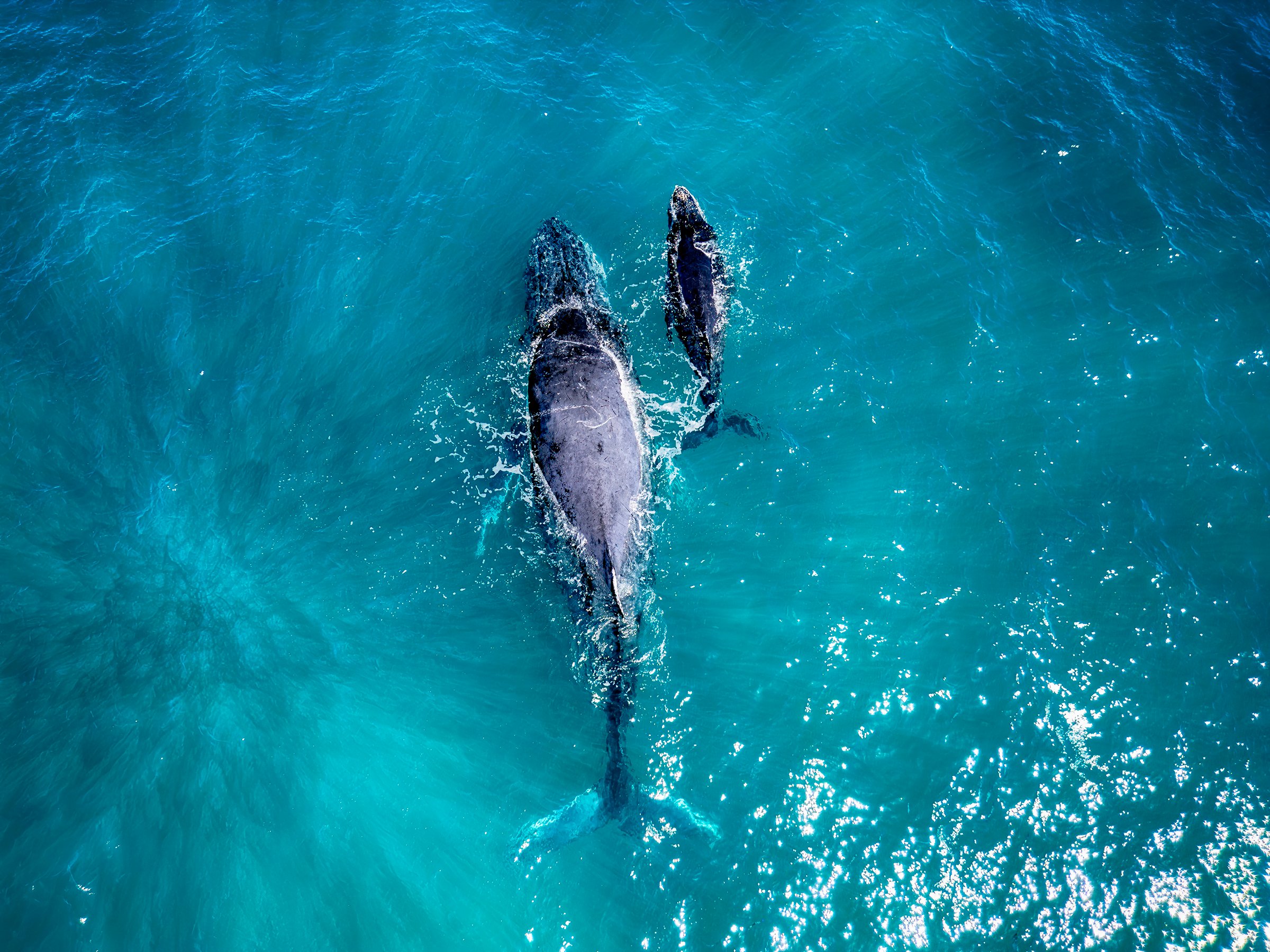 An humpback whale mother and calf in Pacific Ocean aerial view