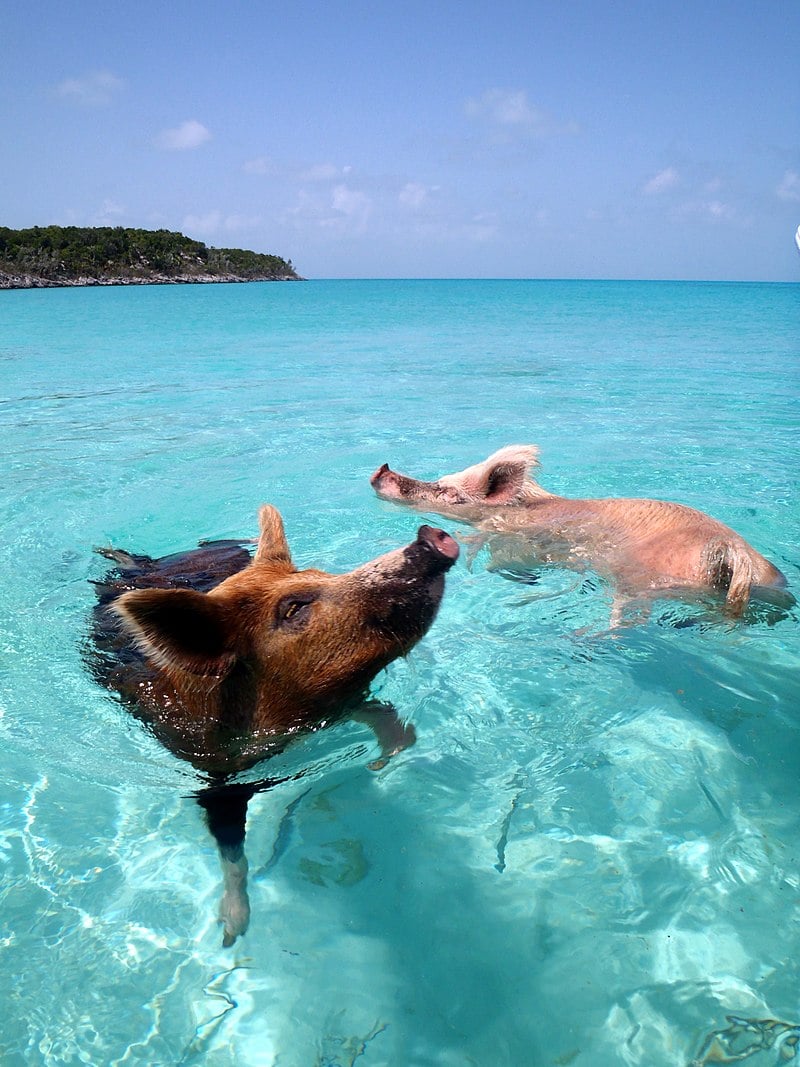 Two pigs swimming in clear blue water near a tropical shoreline under a sunny sky.