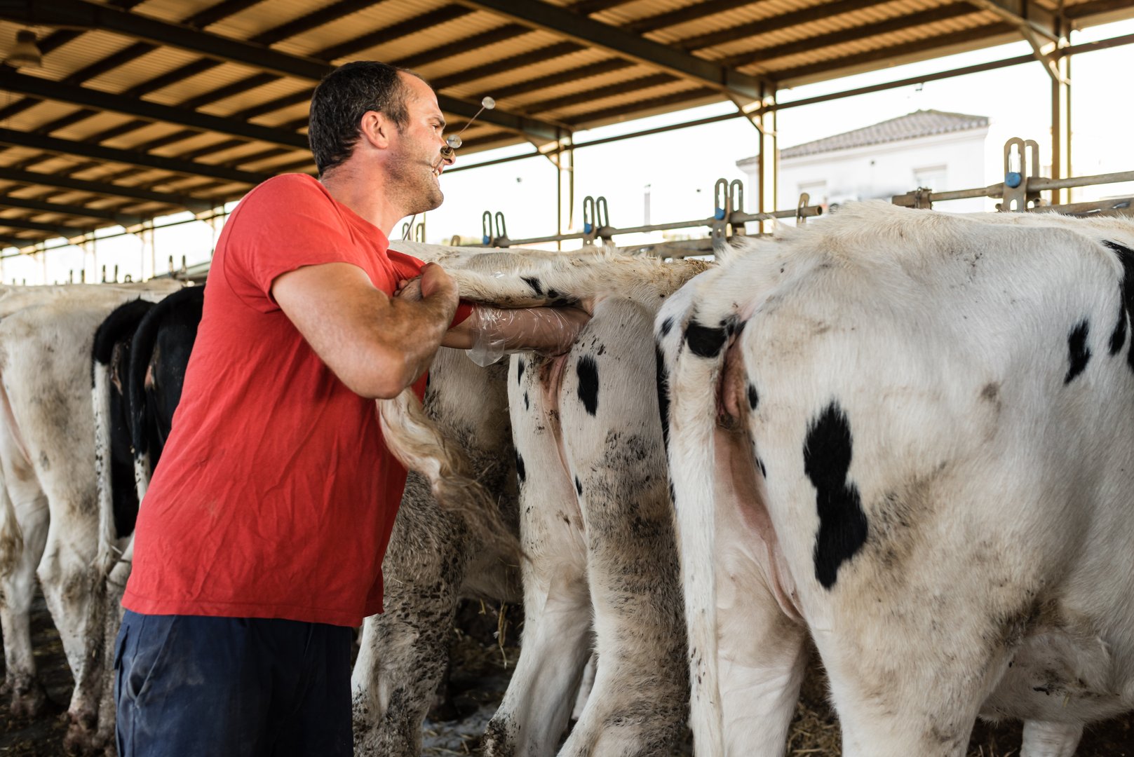 View of a veterinarian making the procedure of an artificial insemination in a cow at a dairy farm. Animal farming concept.