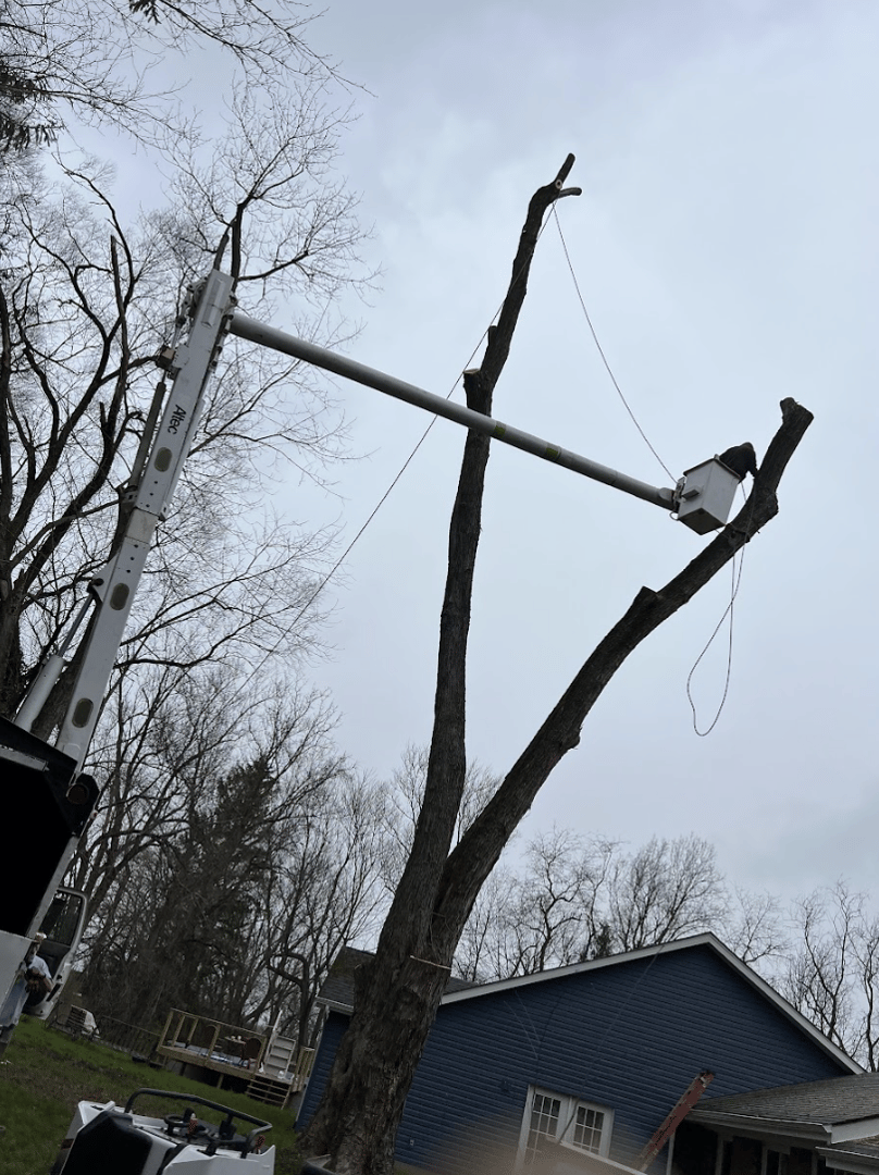 Tree Removal Project