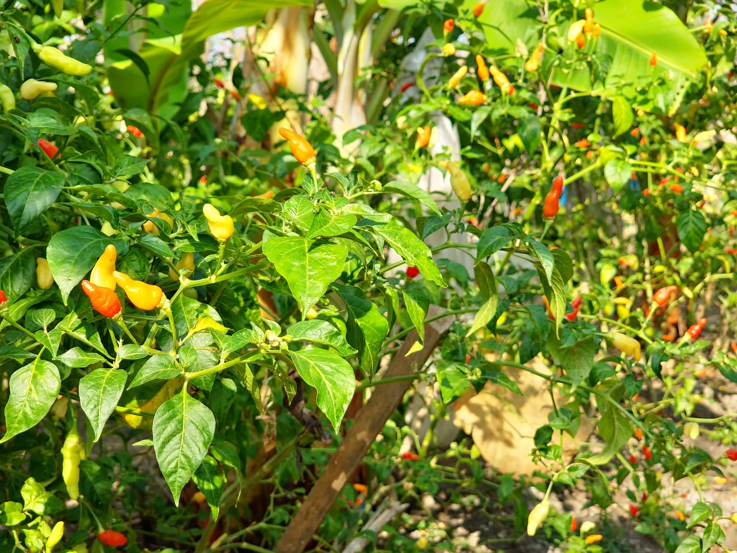 Vibrant Chili Peppers Growing in a Lush Garden