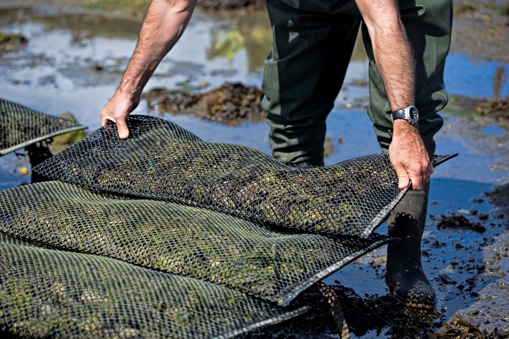 Workers on the oyster farm