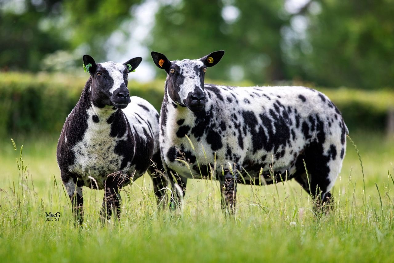 Sheep at Park Hills Farm