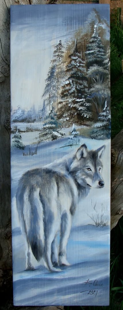 Wilk 8