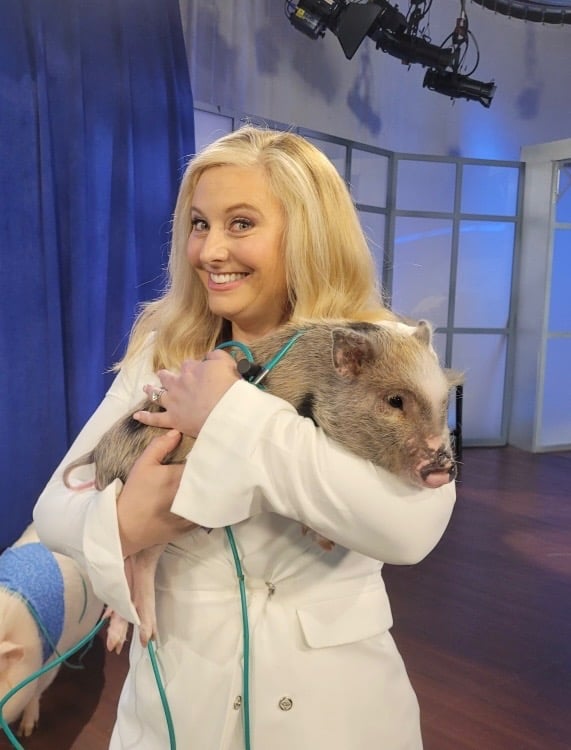 Media and corporate event with pigs