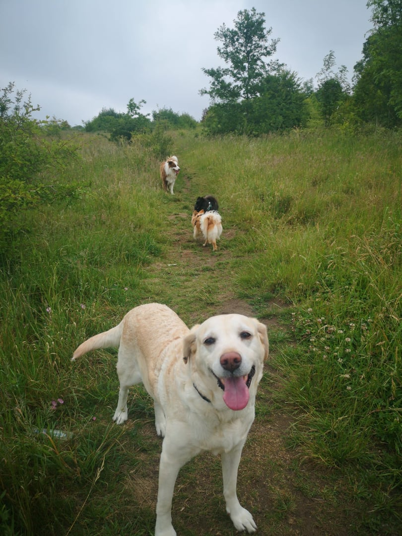 VIPuppy dog walking service