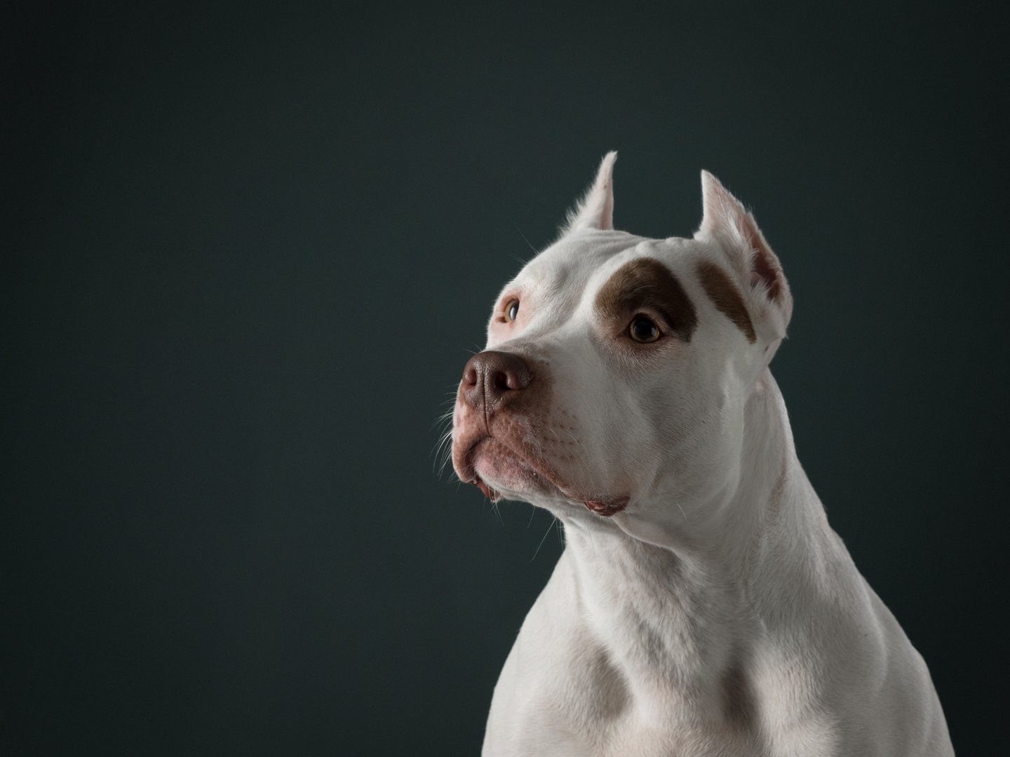 portrait of a dog on a black background. American pit bull terrier. Beautiful pet in studio