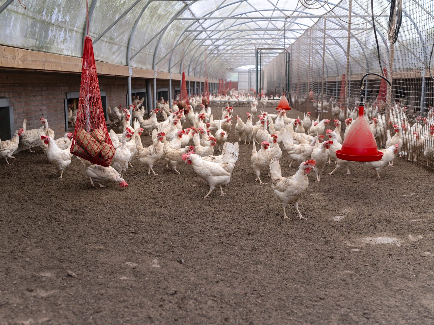 Poultry house with ventilation system for chickens
